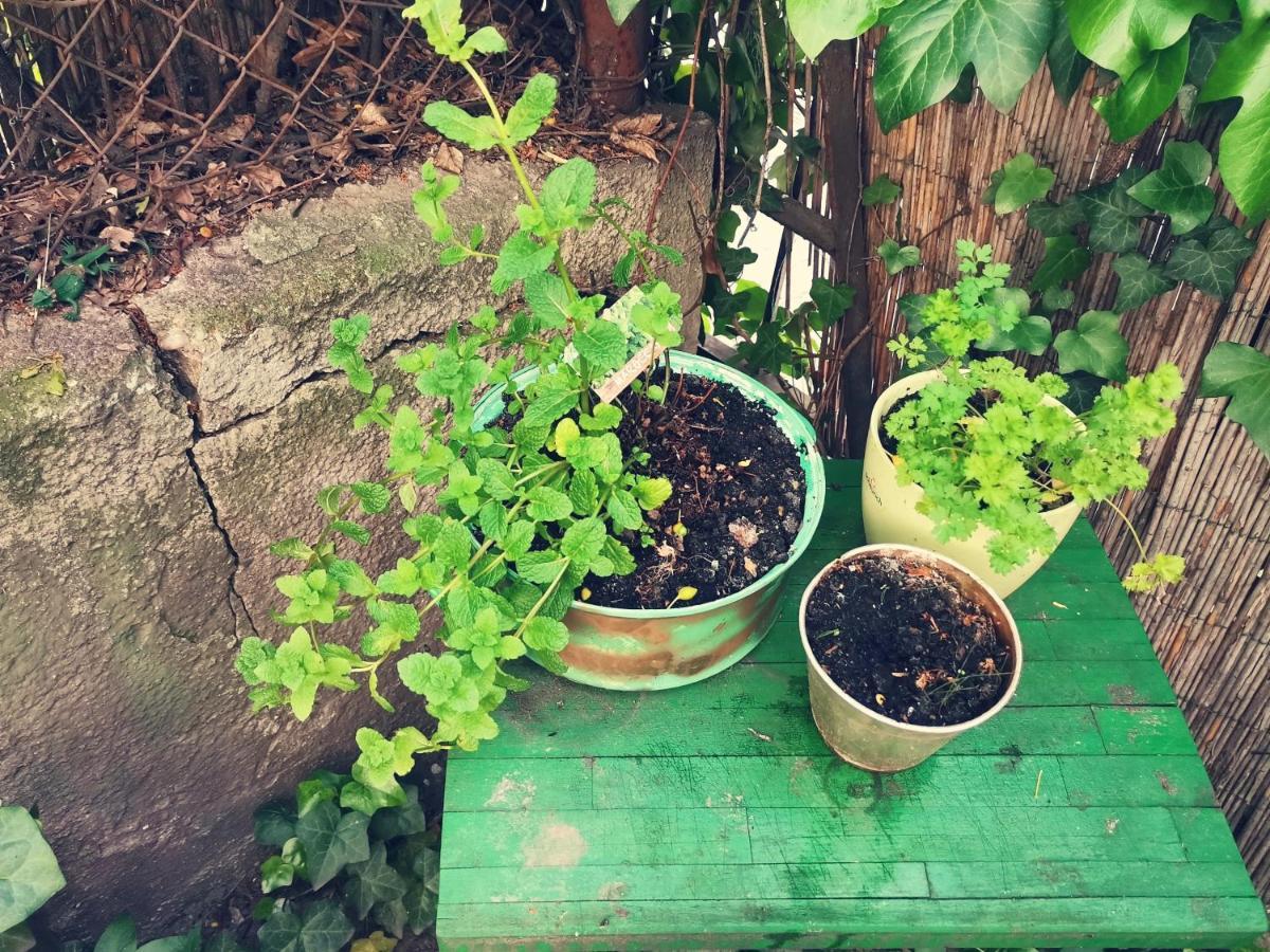 Apartamento Flat In Historic With Your Own Private Garden, Near City Park